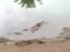 Heboh Buaya Muncul Dekat Pemandian Warga Desa Teras Terunjam